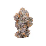 Biscotti (Exclusive Collection)