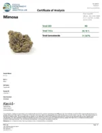 Mimosa (Light Dep Smalls) - Image 3