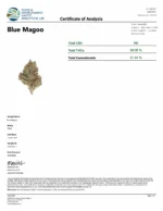 Blue Magoo (Light Deps) - Image 4